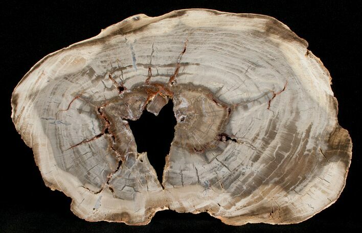 Wide Araucaria Petrifed Wood Slab - Brazil #5622